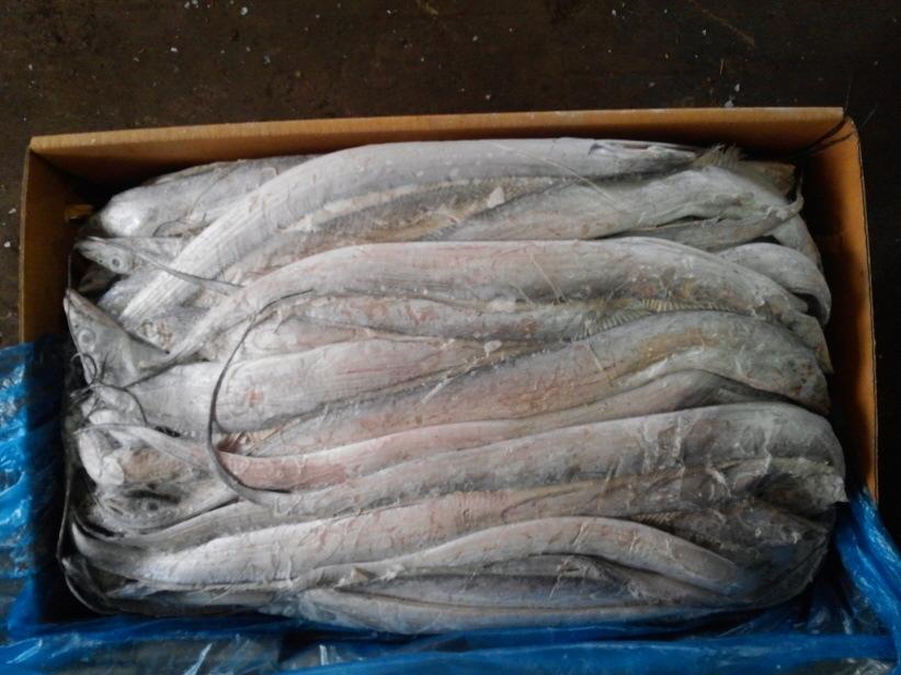 泰國冷凍帶魚進口報關資料到廣州代理水產(chǎn)品案例