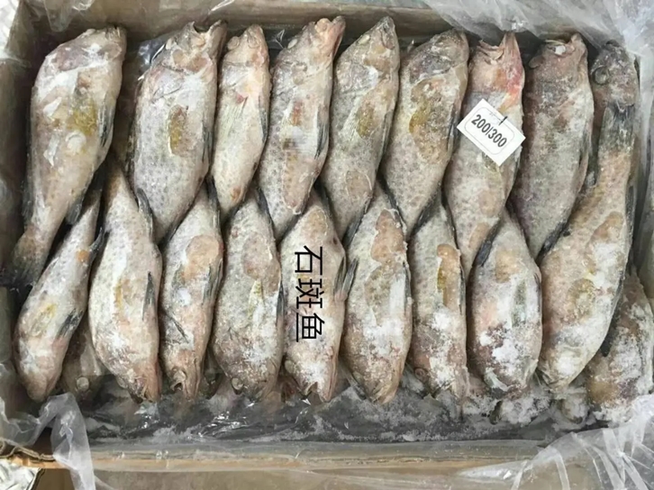 石斑魚(yú)機(jī)場(chǎng)進(jìn)口報(bào)關(guān)公司.jpg